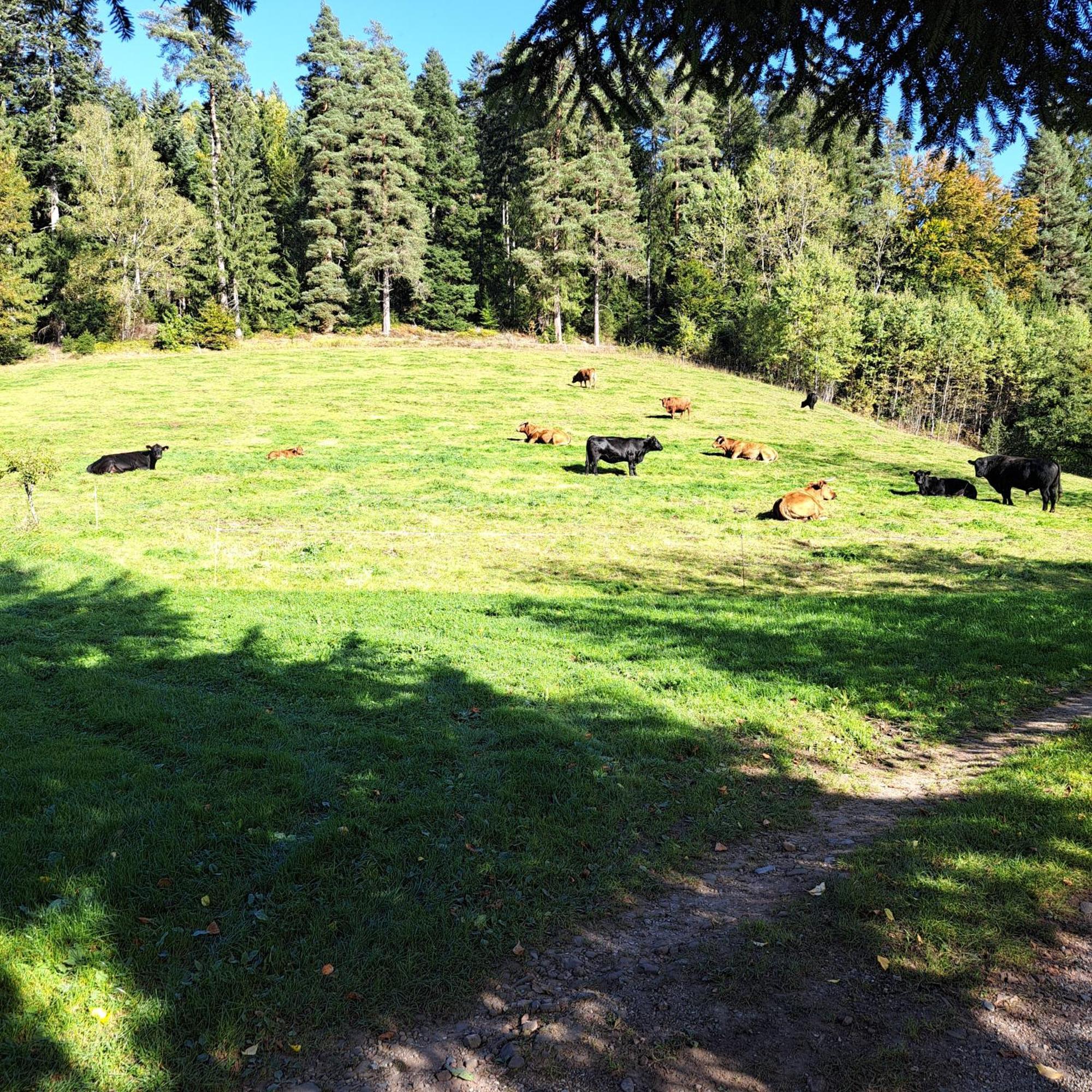 Ferienhaus Schwarzwald Seewald Erzgrube Badesee 100% Natur Eksteriør bilde